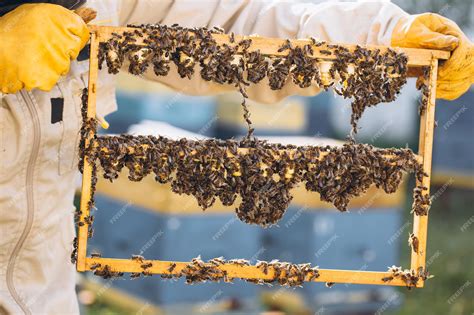 Apicultor realizando un traslarve de larvas de abeja