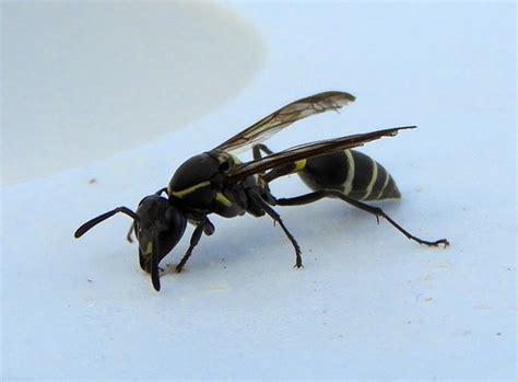 Foto de una avispa negra Polybia occidentalis en vuelo o sobre una superficie