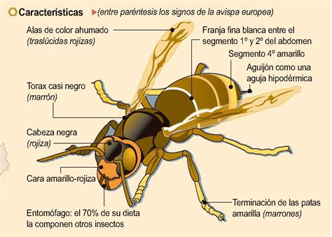 Diagrama de la anatomía de una avispa con etiquetas de cabeza, tórax, abdomen, alas, aguijón