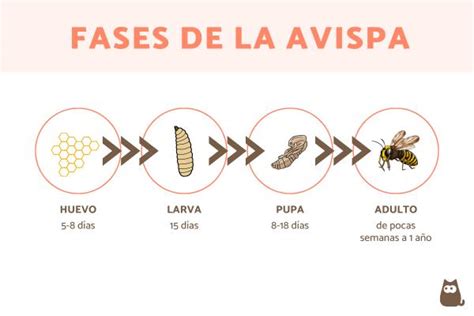 Infografía del ciclo de vida de una avispa social (huevo, larva, pupa, adulto, reina)