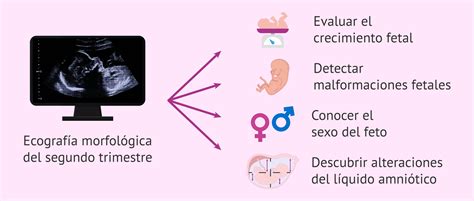 Infografía detallando los órganos fetales visibles en la ecografía morfológica