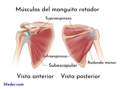 Esquema anatómico del hombro con énfasis en la cápsula glenohumeral y el manguito rotador.