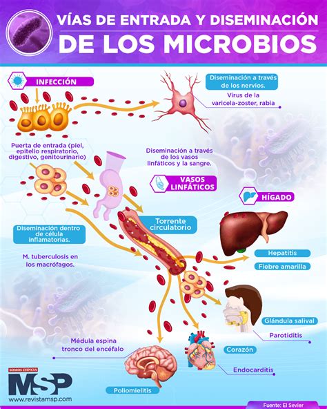 Esquema de las vías de entrada de microplásticos al cuerpo humano y su posible llegada a la placenta