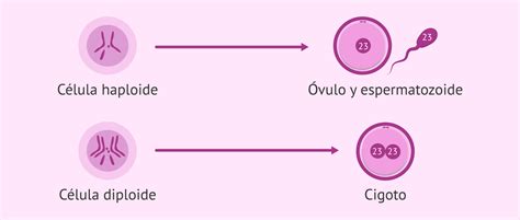 Esquema comparativo del desarrollo diploide (reina/obrera) y haploide (zángano) a partir del cigoto o del óvulo sin fecundar