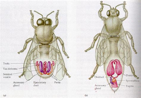 Infografía mostrando la espermateca de la reina y el almacenamiento diferenciado de esperma de distintos zánganos