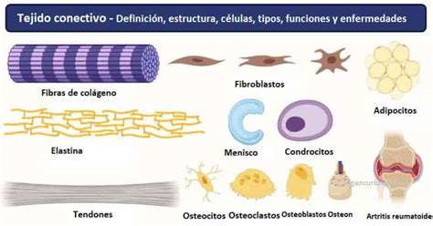 Esquema general de la estructura del tejido conectivo, mostrando células, fibras y sustancia fundamental.