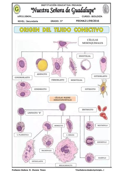 Ilustración comparativa de las diferentes células del tejido conectivo: fibroblasto, macrófago, linfocito, mastocito, etc.