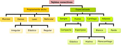 Diagrama que muestra la clasificación de los diferentes tipos de tejido conectivo y sus localizaciones principales.