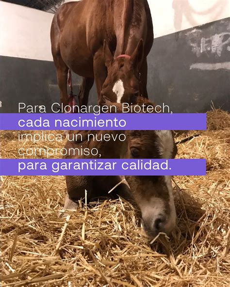 Cortesía de Clonargen Biotech. Diferencias fenotípicas en caballos clonados, mostrando la influencia de factores ambientales uterinos en la expresión de marcas blancas en el pelaje.