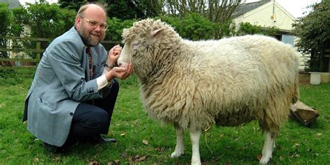 Dolly, la oveja clonada, posando junto a su descendencia. Un estudio de su envejecimiento reveló la posibilidad de reiniciar el reloj biológico en clones