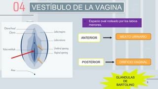 Esquema de la anatomía vaginal y puntos de aplicación de óvulos
