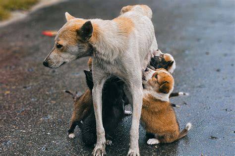 Perra lactante con sus cachorros, destacando el vínculo materno y la importancia de la alimentación