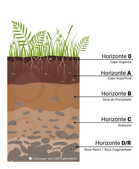 Diagrama de los horizontes del suelo con sus designaciones (O, A, B, C, R)