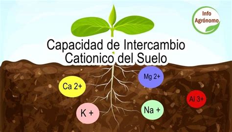 Ilustración del proceso de intercambio catiónico en el suelo