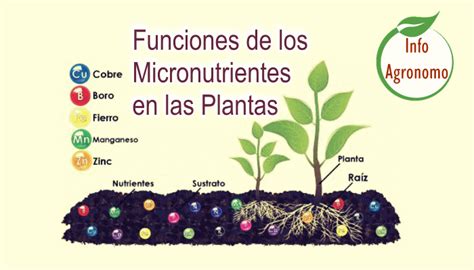 Infografía detallando los macronutrientes y micronutrientes esenciales para las plantas y sus funciones