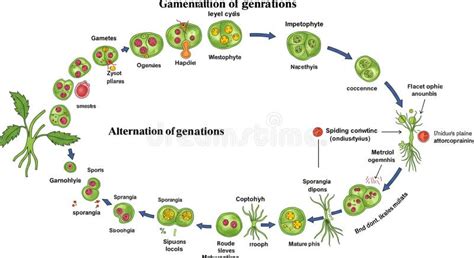 Diagrama esquemático del ciclo de vida de las espermatófitas, mostrando la alternancia de generaciones