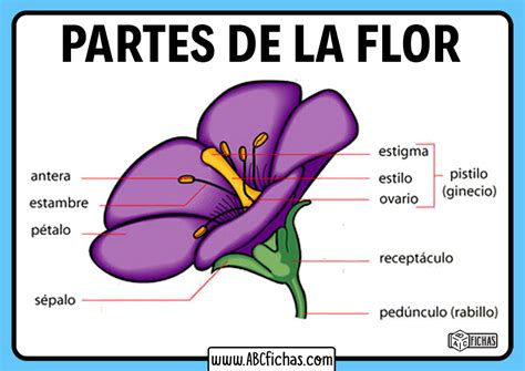 Ilustración de la estructura de una flor y el desarrollo de la semilla en espermatófitas