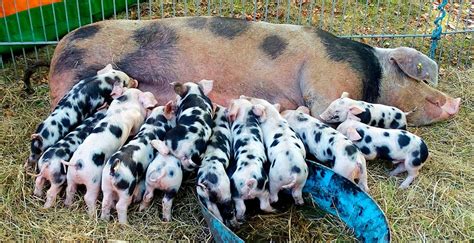 Imagen de lechones mamando calostro de una cerda
