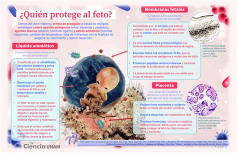 Infografía comparando el ambiente del útero materno con los beneficios del porteo: contacto piel con piel, sonidos rítmicos, movimiento.