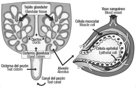 Esquema de la glándula mamaria bovina con puntos de entrada de patógenos.