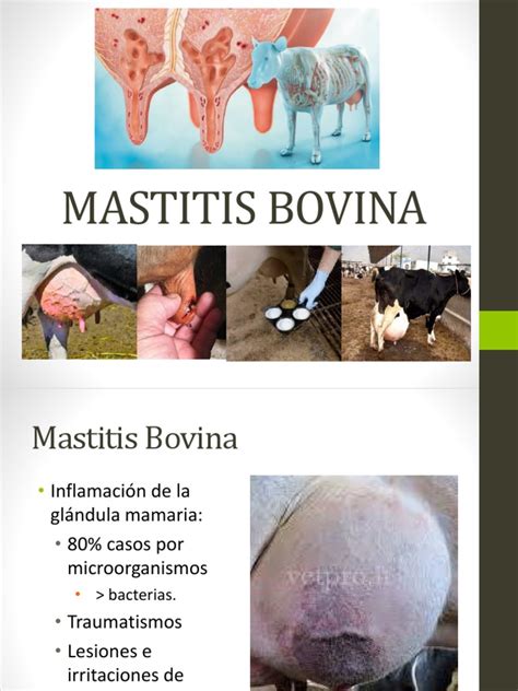 Gráfico comparativo de la prevalencia de RAM en patógenos de mastitis bovina a lo largo del tiempo.