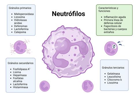 Micrografía de neutrófilos y bacterias en una muestra de leche de una gata con mastitis.