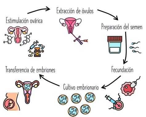 Esquema del proceso de fecundación in vitro paso a paso