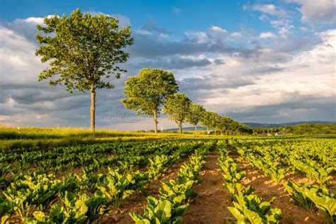 Campo fértil con brotes verdes y agua cristalina