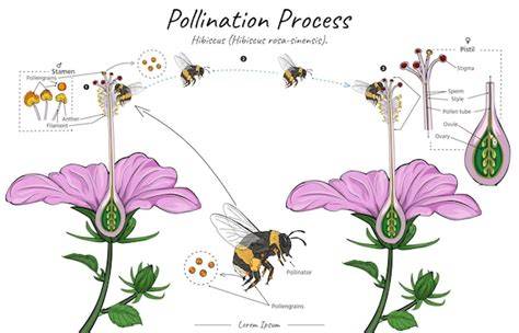 Diagrama comparativo de un polinizador natural y un insecto robótico, destacando sus similitudes de diseño