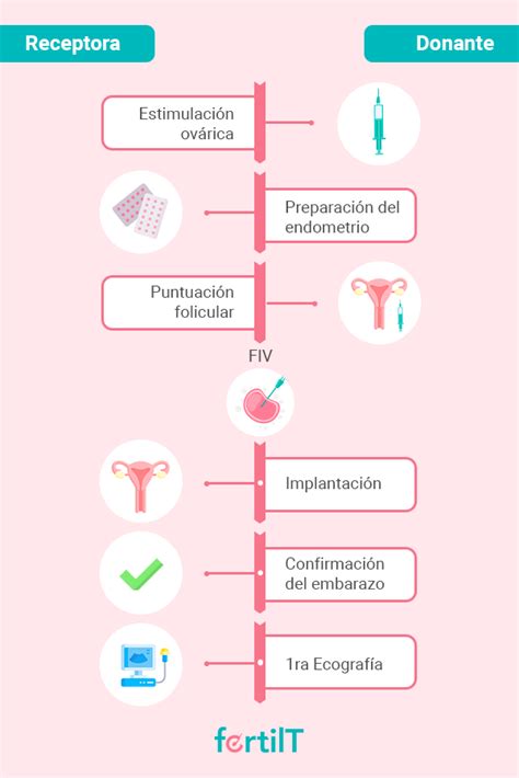 infografía sobre los pasos del proceso de donación de óvulos