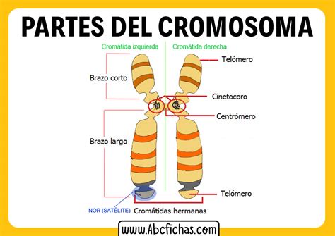 diagrama que ilustra la estructura de un cromosoma y su relación con los genes