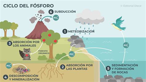 Infografía: Ciclo del fósforo en la naturaleza y la agricultura