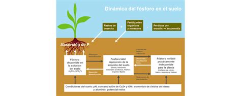 Esquema de las diferentes formas de fósforo en el suelo y su disponibilidad