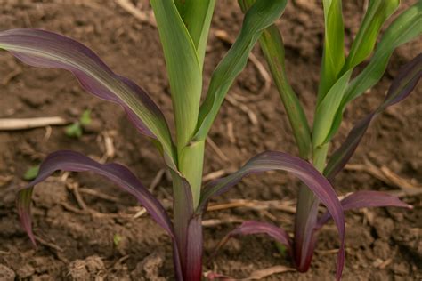 Foto: Hojas de maíz con síntomas de deficiencia de fósforo (coloración purpúrea)