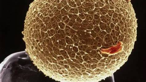 Micrografía de óvulo fecundado mostrando las chispas de zinc