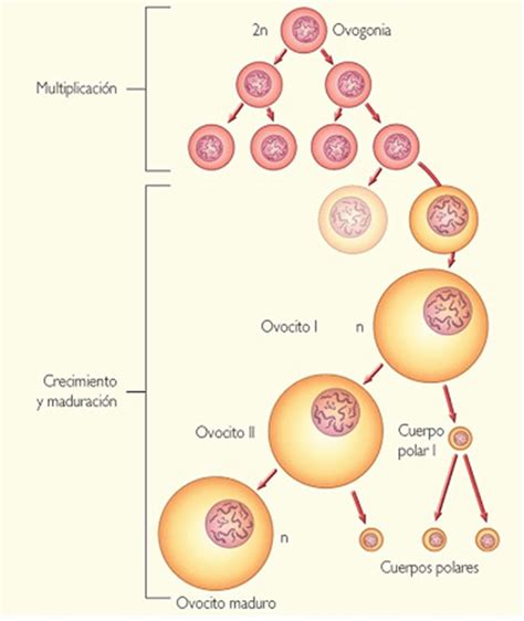 Esquema de la formación de cuerpos polares y recuperación de diploidía en partenogénesis automíctica