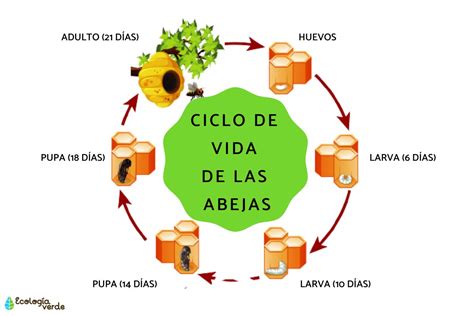 Esquema del ciclo reproductivo de abejas con haplodiploidía
