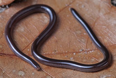 Serpiente ciega de brahmin (Ramphotyphlops braminus)