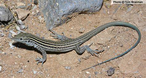 Lagarto de cola látigo (Cnemidophorus uniparens), especie partenogénica