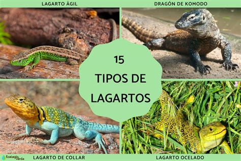 Tres especies de lagartos de cola látigo, mostrando origen híbrido de la especie partenogénica