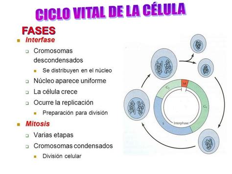 Esquema del ciclo vital de un rotífero bdelloideo