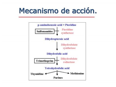 Esquema de acción sinérgica: el sulfametoxazol bloquea la síntesis de ácido fólico y la trimetoprima inhibe la enzima dihidrofolato reductasa en dos pasos consecutivos.