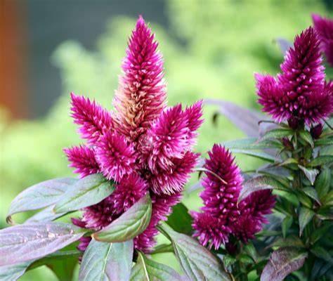 Planta de Celosía plumosa con inflorescencias en forma de pluma de colores vibrantes