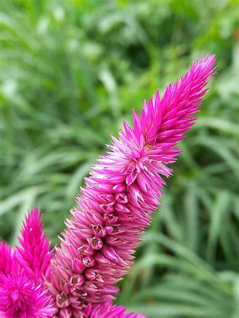Primer plano de flores de Celosía plumosa secas usadas como decoración