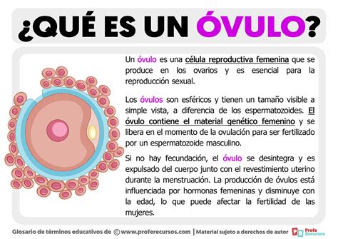 Representación gráfica de la maduración de óvulos humanos en un entorno de laboratorio.