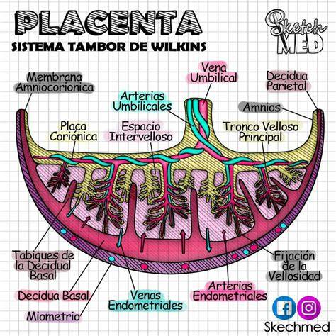 Esquema de la barrera placentaria mostrando la difusión de sustancias desde el torrente sanguíneo materno hacia la circulación fetal.