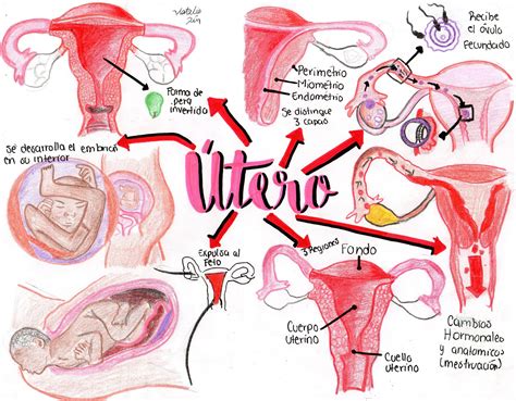 Diagrama de la anatomía reproductiva femenina y posibles puntos de infertilidad