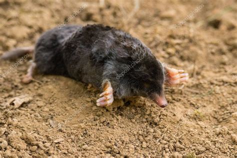 Esquema de un topo común (Talpa europaea) mostrando su cuerpo fusiforme y sus patas delanteras adaptadas para la excavación.