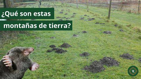 Campo de cultivo con montículos de tierra característicos de la actividad de los topos, mostrando su impacto en la agricultura.