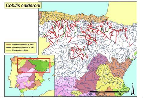 Esquema anatómico de la Cobitis calderoni destacando su morfología corporal, la posición de la boca ínfera y la espina suborbitaria bífida.